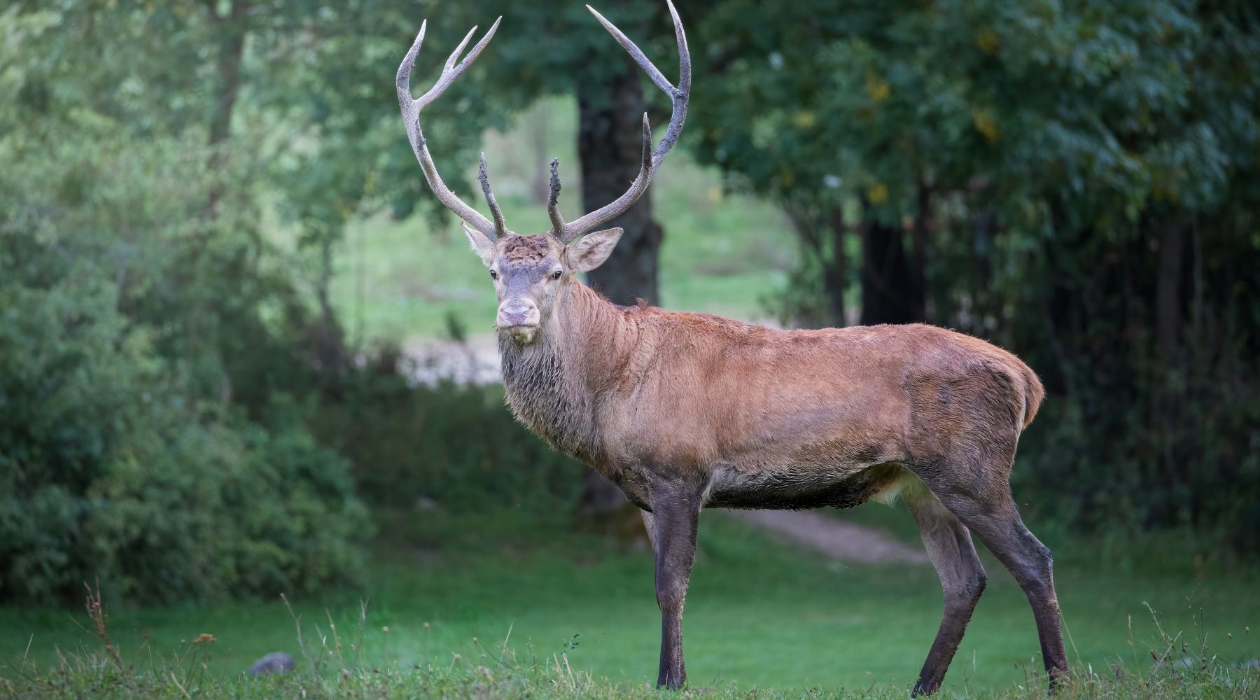 Recchia necessario aprire rapidamente la caccia al cervo in Abruzzo Recchia necessario aprire rapidamente la caccia al cervo in Abruzzo