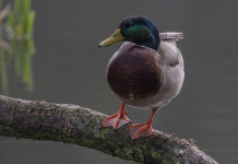 Respinto appello Anuu su data di chiusura della caccia in Veneto Respinto appello Anuu su data di chiusura della caccia in Veneto - germano reale su ramo