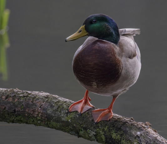Respinto appello Anuu su data di chiusura della caccia in Veneto Respinto appello Anuu su data di chiusura della caccia in Veneto - germano reale su ramo