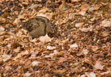 Riapre la caccia alla beccaccia in tutta la Lombardia Riapre la caccia alla beccaccia in tutta la Lombardia