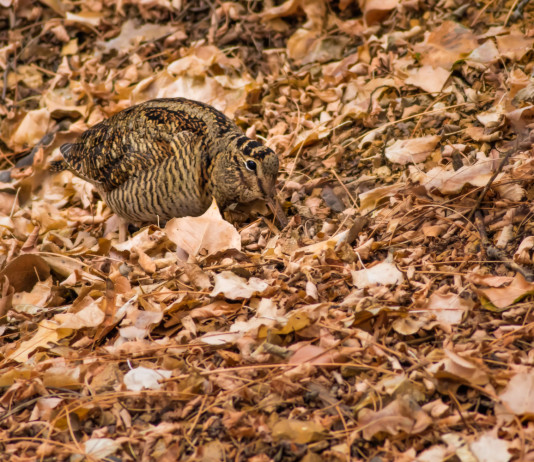 Riapre la caccia alla beccaccia in tutta la Lombardia Riapre la caccia alla beccaccia in tutta la Lombardia