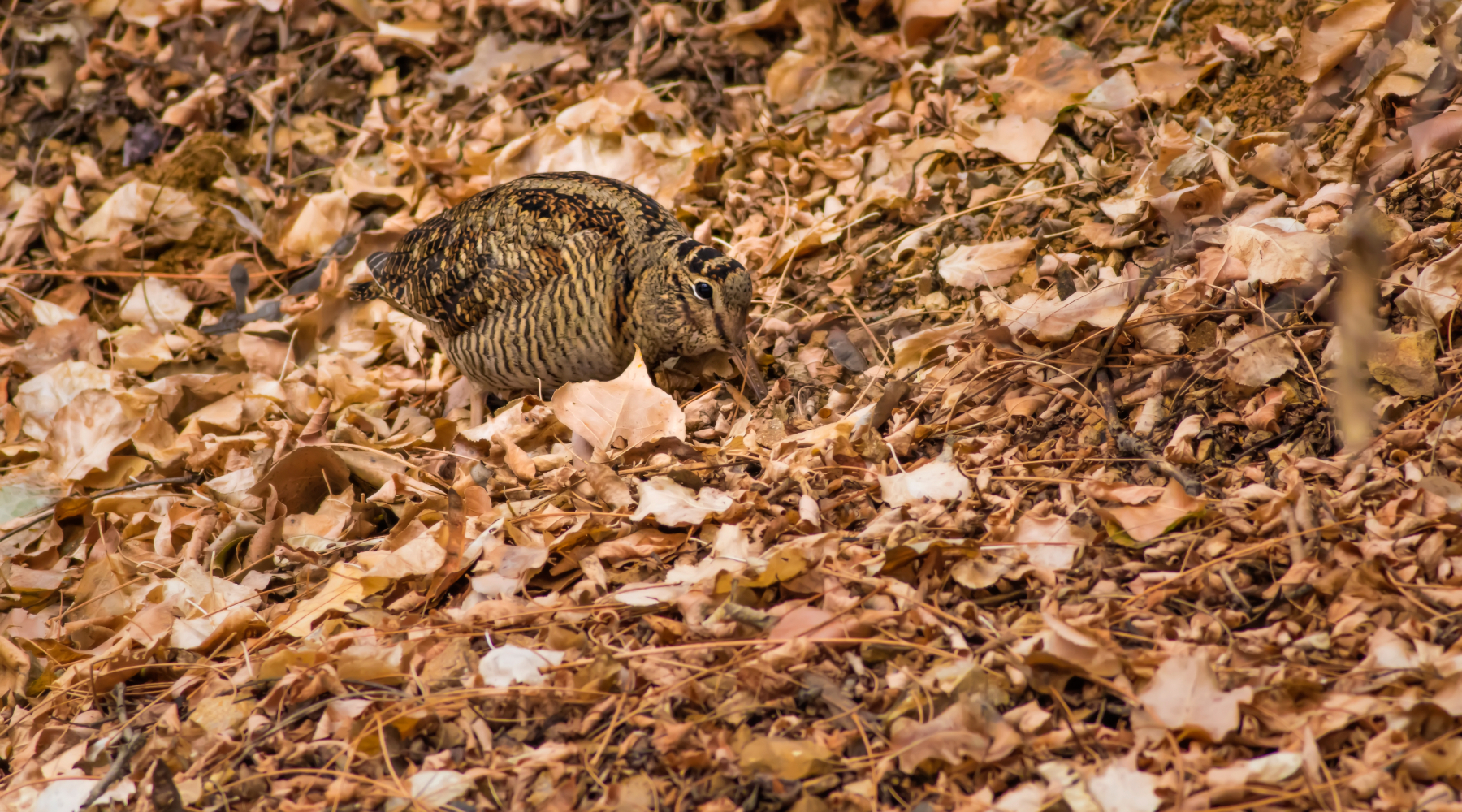 Riapre la caccia alla beccaccia in tutta la Lombardia Riapre la caccia alla beccaccia in tutta la Lombardia