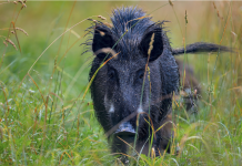 Corso per selecontrollori-coaudiatori ungulati in Sicilia: un successo corso di formazione per selecontrollori-coaudiatori ungulati