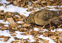 Sospesa (e chiusa in anticipo) la caccia alla beccaccia in Trentino Sospesa (e chiusa in anticipo) la caccia alla beccaccia in Trentino - beccaccia su terreno innevato