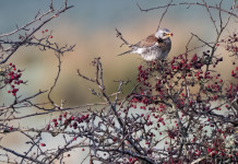 Sospesa la sentenza del Tar sul calendario venatorio delle Marche Sospesa la sentenza del Tar sul calendario venatorio delle Marche - cesena (Turdus pilaris)