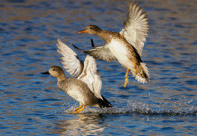 Tar Veneto conferma chiusura anticipata della caccia a quattro specie d’uccelli Tar Veneto conferma chiusura anticipata della caccia a quattro specie d’uccelli - canapiglia (Mareca strepera)