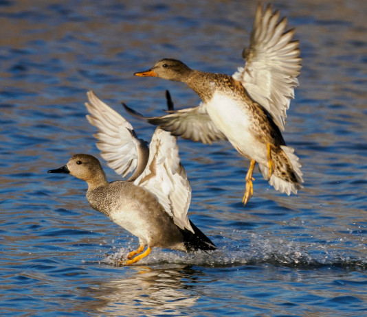 Tar Veneto conferma chiusura anticipata della caccia a quattro specie d’uccelli Tar Veneto conferma chiusura anticipata della caccia a quattro specie d’uccelli - canapiglia (Mareca strepera)