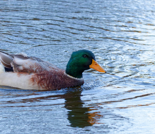 Tar del Veneto anticipa la chiusura della caccia a quattro specie d’uccelli Tar del Veneto anticipa la chiusura della caccia a quattro specie d’uccelli