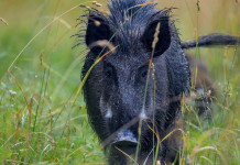 In Sicilia un successo il corso per selecontrollori-coaudiatori ungulati Un successo il corso per selecontrollori-coaudiatori ungulati in Sicilia
