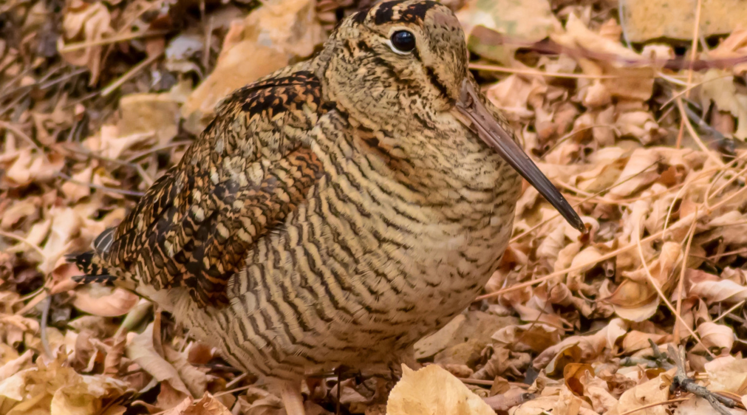 Giacca Estiva Leggera Donna Giacca Sportiva Urban Classics Donna - Stile Anni 90 Con Cappuccio E Tasche Giacca Kway Donna - Foto 2