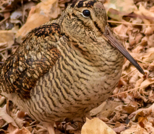 Uscito il quinto bollettino meteo per la caccia alla beccaccia in Lombardia Uscito il quinto bollettino meteo per la caccia alla beccaccia in Lombardia