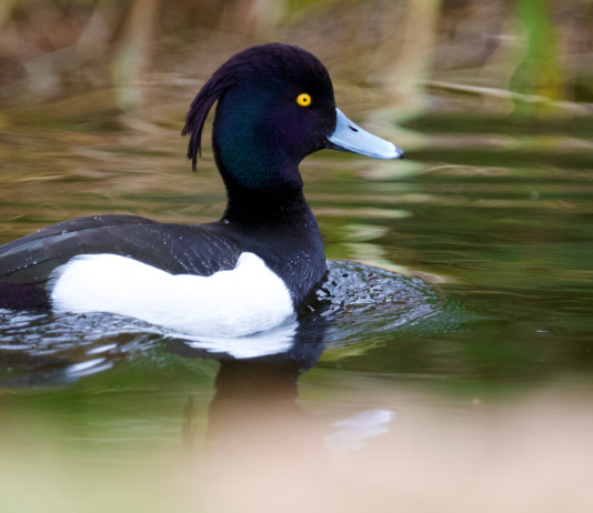 In Polonia vietata la caccia a cinque specie d’uccelli Vietata la caccia a cinque specie d’uccelli in Polonia - moretta (Aythya fuligula) tufted duck