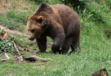 Accolto appello Lav su foraggiamento ungulati nelle zone frequentate dall’orso Accolto appello Lav su foraggiamento ungulati nelle zone frequentate dall’orso
