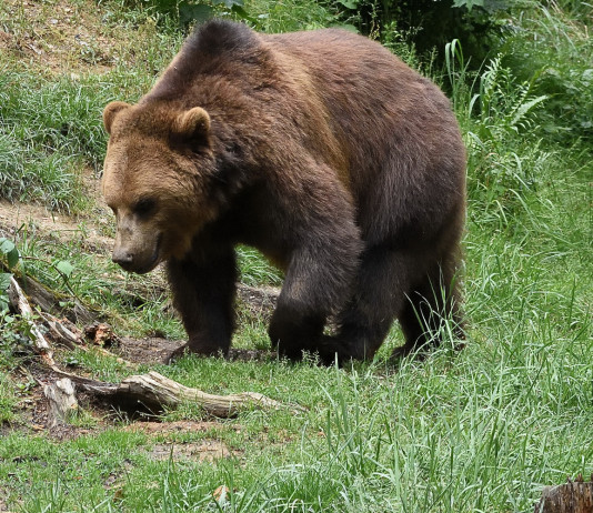 Accolto appello Lav su foraggiamento ungulati nelle zone frequentate dall’orso Accolto appello Lav su foraggiamento ungulati nelle zone frequentate dall’orso