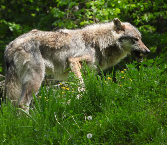 Animalisti chiedono al parlamento moratoria su declassamento del lupo Animalisti chiedono al parlamento moratoria su declassamento del lupo