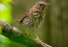 Come sono finiti i ricorsi sui calendari venatori regionali? Come sono finiti i ricorsi sui calendari venatori regionali? - tordo bottaccio