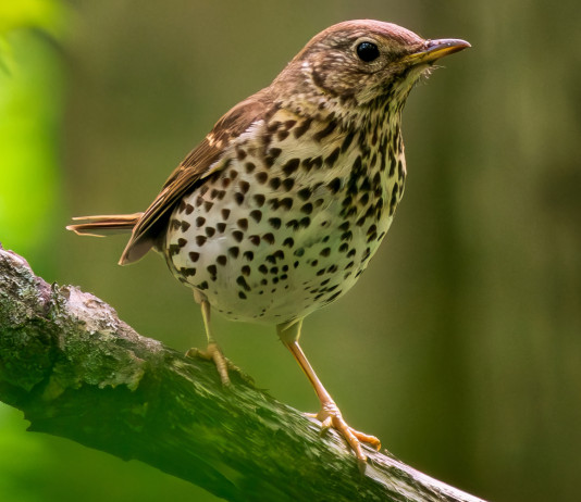 Come sono finiti i ricorsi sui calendari venatori regionali? Come sono finiti i ricorsi sui calendari venatori regionali? - tordo bottaccio