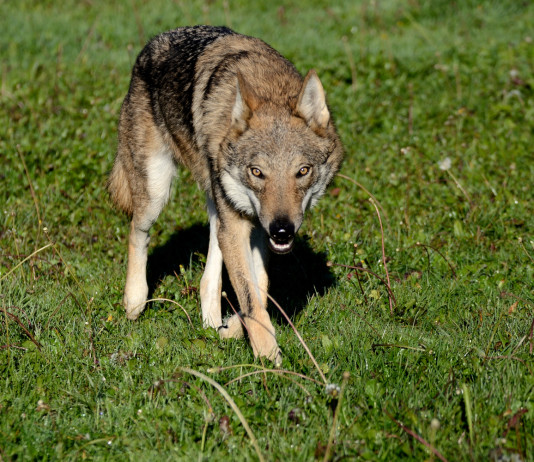 Enpa: bene no Campania a calcolo quota di lupi prelevabili Enpa bene no Campania a calcolo quota di lupi prelevabili