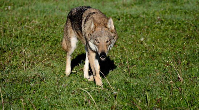 Enpa: bene no Campania a calcolo quota di lupi prelevabili Enpa bene no Campania a calcolo quota di lupi prelevabili