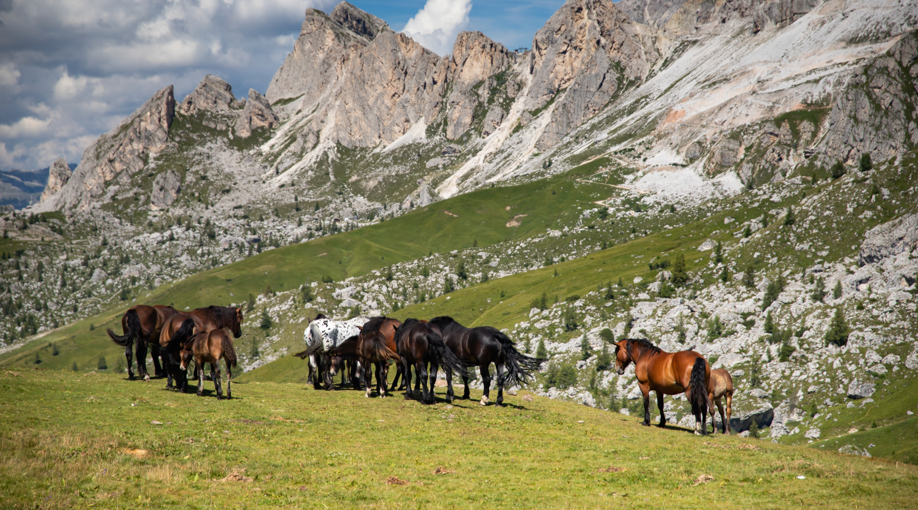 Federcaccia contro il ddl di tutela del cavallo Federcaccia contro il ddl di tutela del cavallo