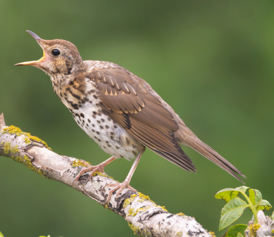 Fidc torna ad analizzare lo studio Lipu-UniMi sull’eventuale migrazione anticipata Fidc torna ad analizzare lo studio Lipu-UniMi sull’eventuale migrazione anticipata - tordo bottaccio