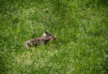 Fondazione Una: «Necessario» il declassamento dello stato di protezione del lupo Fondazione Una «Necessario» il declassamento dello stato di protezione lupo