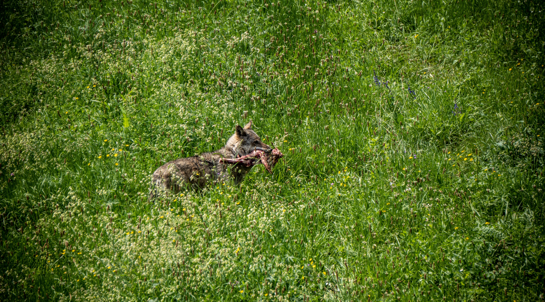 Fondazione Una «Necessario» il declassamento dello stato di protezione lupo Fondazione Una «Necessario» il declassamento dello stato di protezione lupo