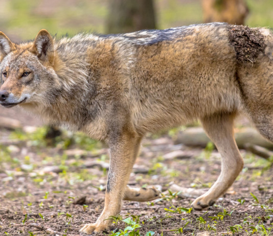 Il governo risponde sul prelievo del lupo Il governo risponde sul prelievo del lupo