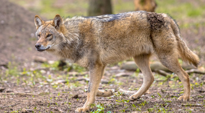 Il governo risponde sul prelievo del lupo Il governo risponde sul prelievo del lupo