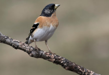 Illegittimo il silenzio dell’Ispra sulla caccia in deroga a peppola, frosone e pispola in Lombardia Illegittimo il silenzio dell’Ispra sulla caccia in deroga a peppola, frosone e pispola in Lombardia - peppola (Fringilla montifringilla)