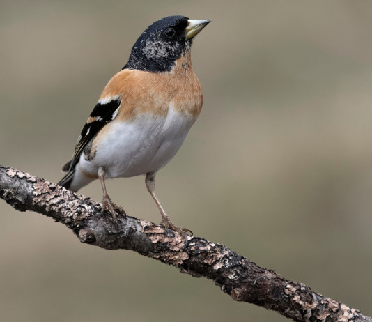 Illegittimo il silenzio dell’Ispra sulla caccia in deroga a peppola, frosone e pispola in Lombardia Illegittimo il silenzio dell’Ispra sulla caccia in deroga a peppola, frosone e pispola in Lombardia - peppola (Fringilla montifringilla)