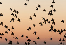 La Commissione europea valuta revisione delle direttive Uccelli e Habitat La Commissione europea valuta revisione delle direttive Uccelli e Habitat