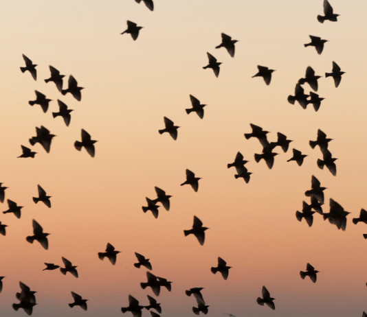 La Commissione europea valuta revisione delle direttive Uccelli e Habitat La Commissione europea valuta revisione delle direttive Uccelli e Habitat