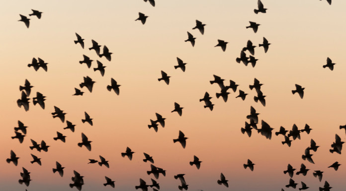 La Commissione europea valuta revisione delle direttive Uccelli e Habitat La Commissione europea valuta revisione delle direttive Uccelli e Habitat