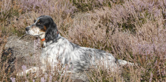 La cinofilia di Fibec torna sotto i riflettori La cinofilia di Fibec torna sotto i riflettori
