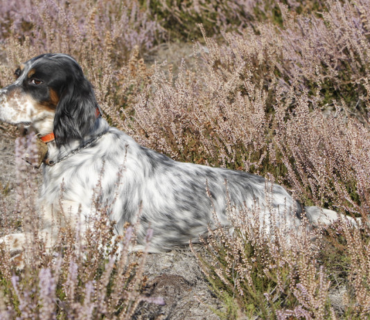 La cinofilia di Fibec torna sotto i riflettori La cinofilia di Fibec torna sotto i riflettori