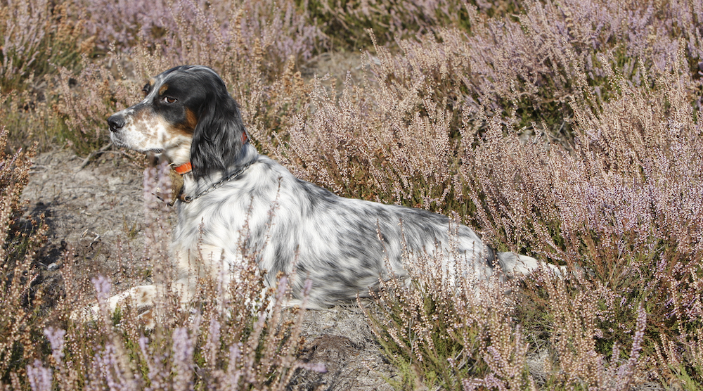 La cinofilia di Fibec torna sotto i riflettori La cinofilia di Fibec torna sotto i riflettori