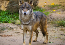 Per il Partito democratico sul lupo «il governo fomenta lo scontro» Per il Partito democratico sul lupo «il governo fomenta lo scontro»