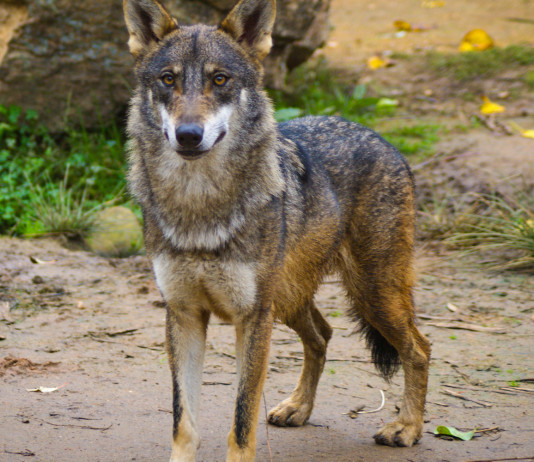 Per il Partito democratico sul lupo «il governo fomenta lo scontro» Per il Partito democratico sul lupo «il governo fomenta lo scontro»