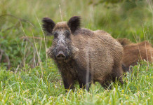 Piemonte lavora ad agevolazioni per Afv e Aatv nelle zone di restrizione per peste suina africana Piemonte lavora ad agevolazioni per afv e aatv nelle zone di restrizione per peste suina africana - cinghiale