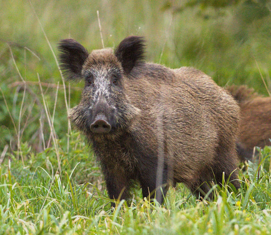 Piemonte lavora ad agevolazioni per Afv e Aatv nelle zone di restrizione per peste suina africana Piemonte lavora ad agevolazioni per afv e aatv nelle zone di restrizione per peste suina africana - cinghiale