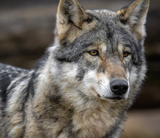 Rinviato il voto del Senato sul lupo Rinviato il voto del Senato sul lupo