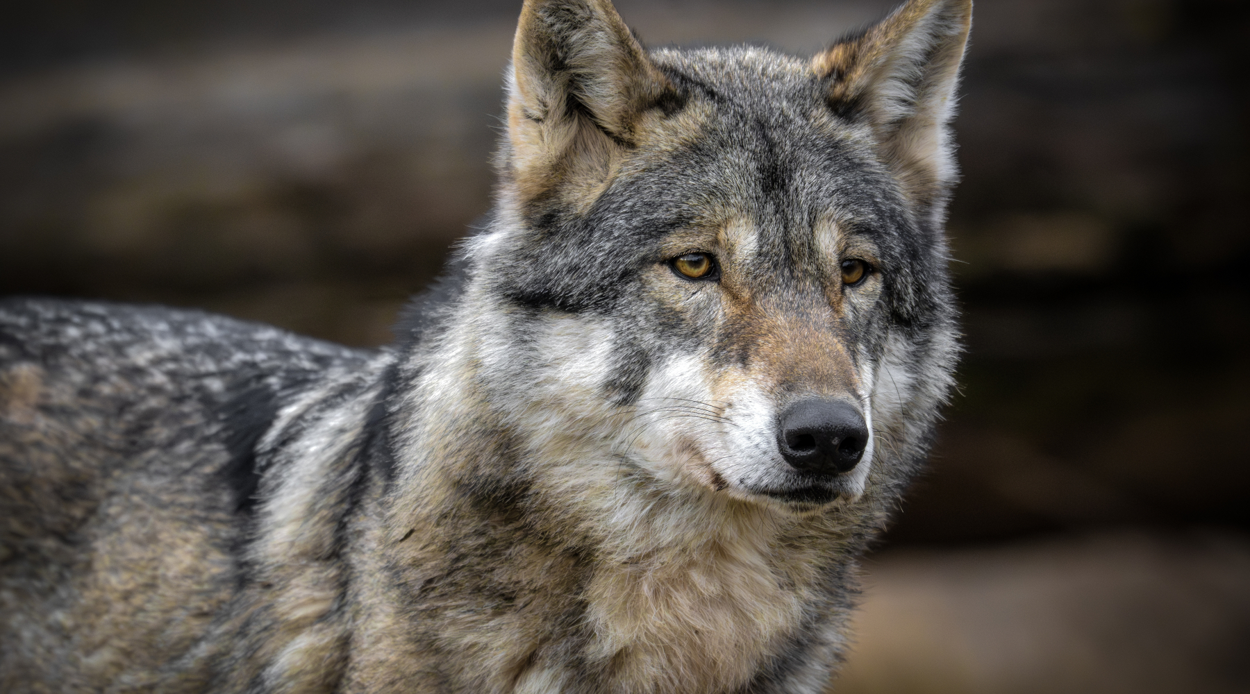 Rinviato il voto del Senato sul lupo Rinviato il voto del Senato sul lupo