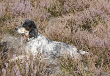 La cinofilia di Fibec torna sotto i riflettori cinofilia Fibec