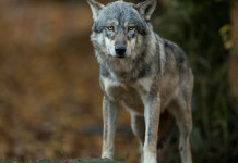 5 Stelle sul declassamento del lupo: «Governo ha visione predatoria» 5 Stelle sul declassamento del lupo «Governo ha visione predatoria»