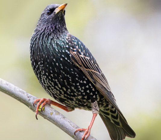 Animalisti diffidano le Regioni sulla caccia in deroga a storno e fringuello Animalisti diffidano le Regioni sulla caccia in deroga a storno e fringuello