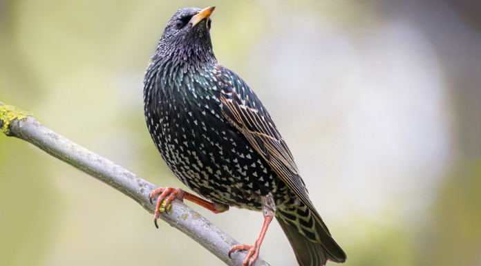 Animalisti diffidano le Regioni sulla caccia in deroga a storno e fringuello Animalisti diffidano le Regioni sulla caccia in deroga a storno e fringuello