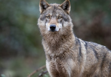 Approvata delega al governo su declassamento del lupo Approvata delega al governo su declassamento del lupo