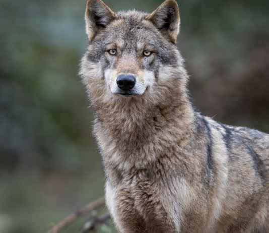 Approvata delega al governo su declassamento del lupo Approvata delega al governo su declassamento del lupo