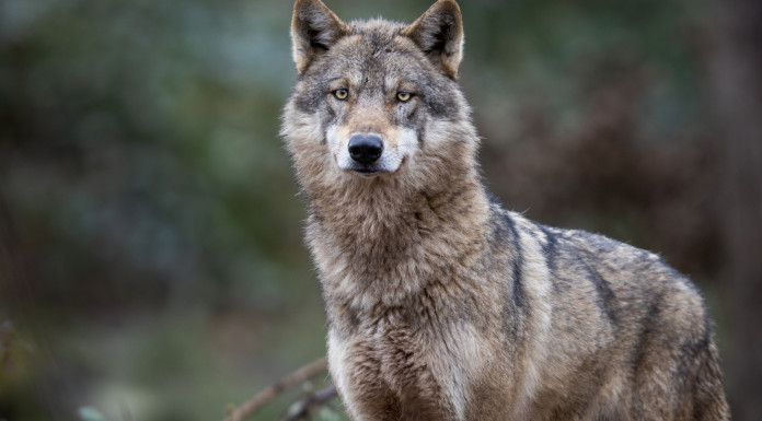 Approvata delega al governo su declassamento del lupo Approvata delega al governo su declassamento del lupo